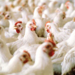 Hagonoy, Davao del Sur: The Rising Star in the Philippines’ Poultry Industry