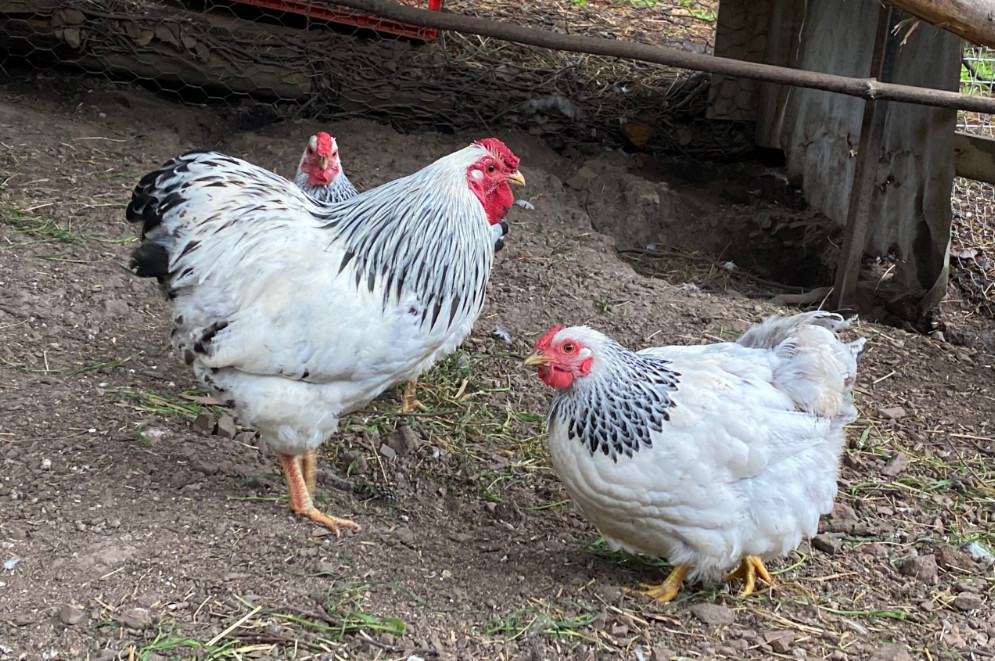 A pair of Columbian Wyandotte chicken