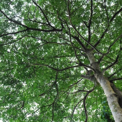 Dita Tree: Description, Uses, and Benefits