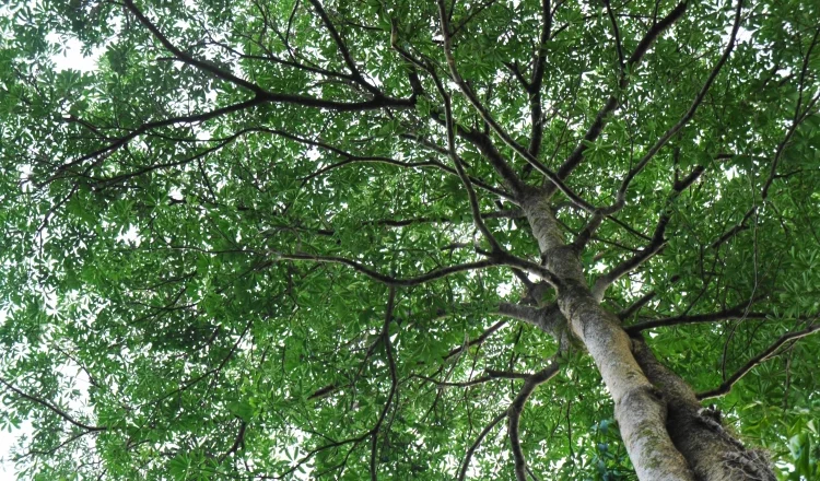 Dita Tree: Description, Uses, and Benefits