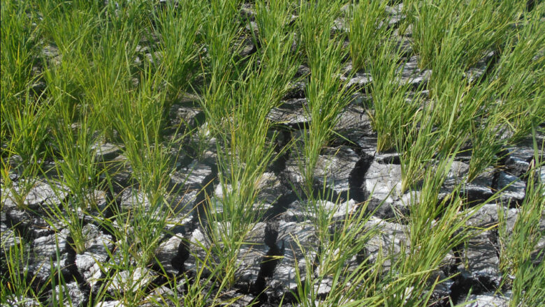 DA’s Call to Action: Cultivate Drought-Tolerant Crops During El Niño