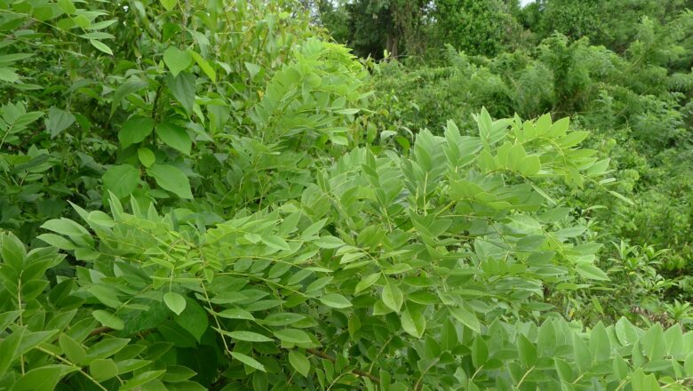 Medicinal Uses of Kakawate, Health Benefits, and Side Effects
