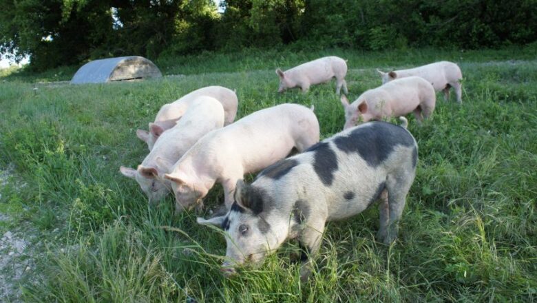 Organic Feed For Pigs