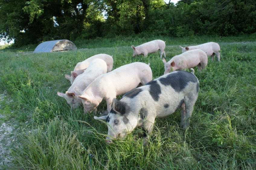 organic-feed-for-pigs