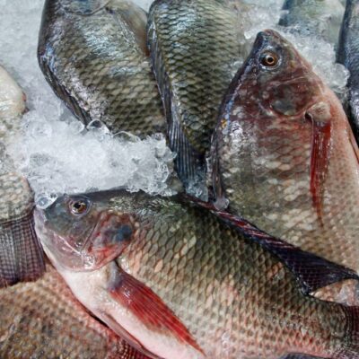Is Tilapia Farming Profitable in the Philippines?